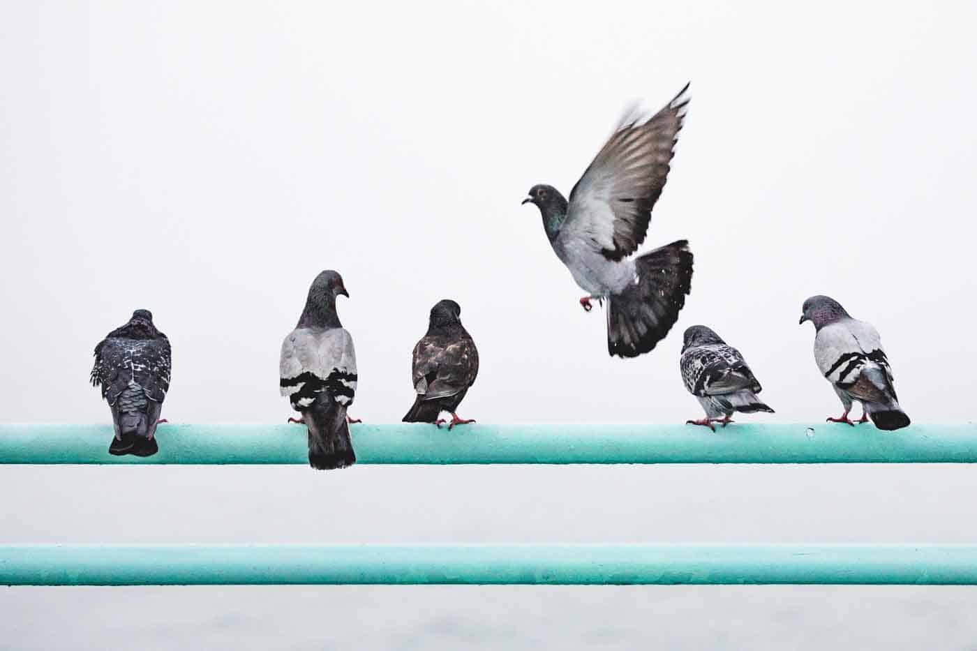 AJ Bird Control Pigeons on a rail