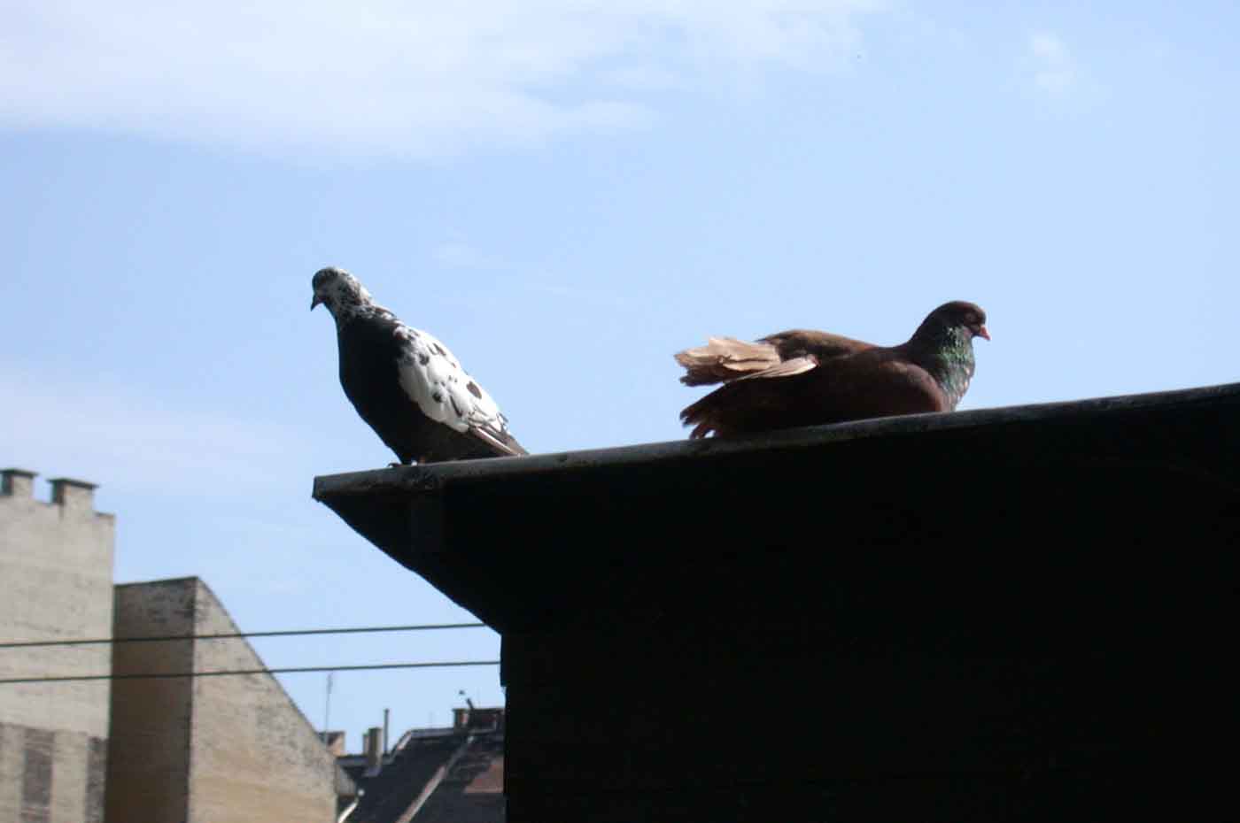 pigeons-on-the-roof-1252812