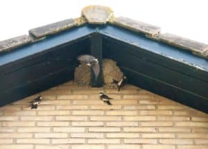 flying swallows in a nest on a roof